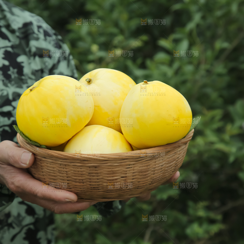 小蜜蜂甜瓜