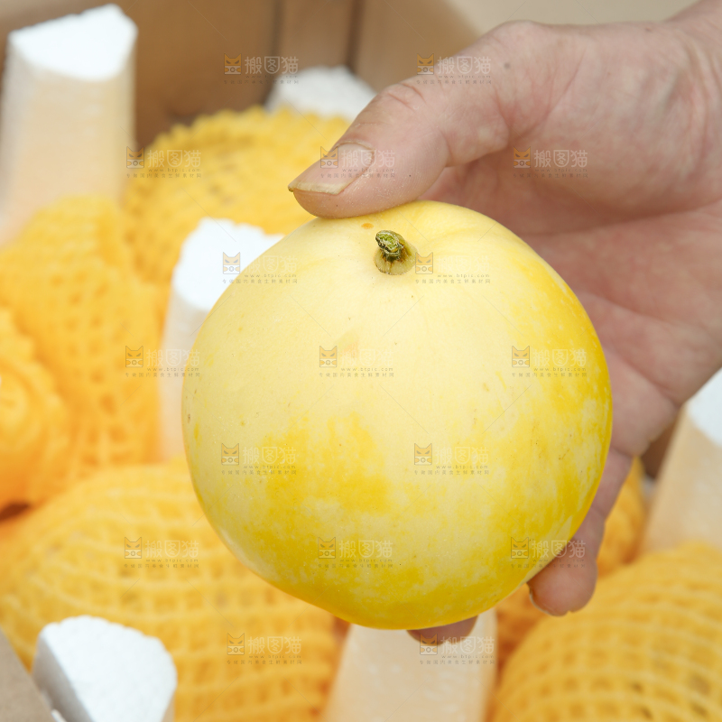 小蜜蜂甜瓜