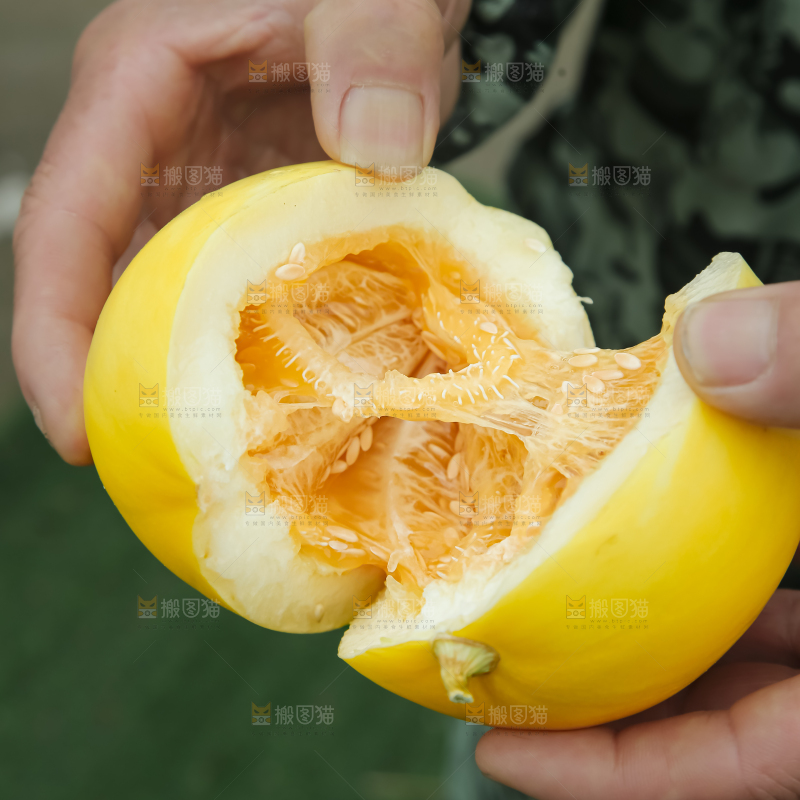 小蜜蜂甜瓜