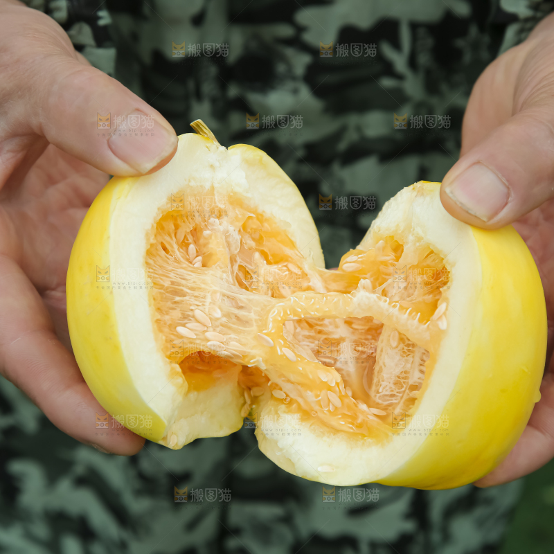 小蜜蜂甜瓜