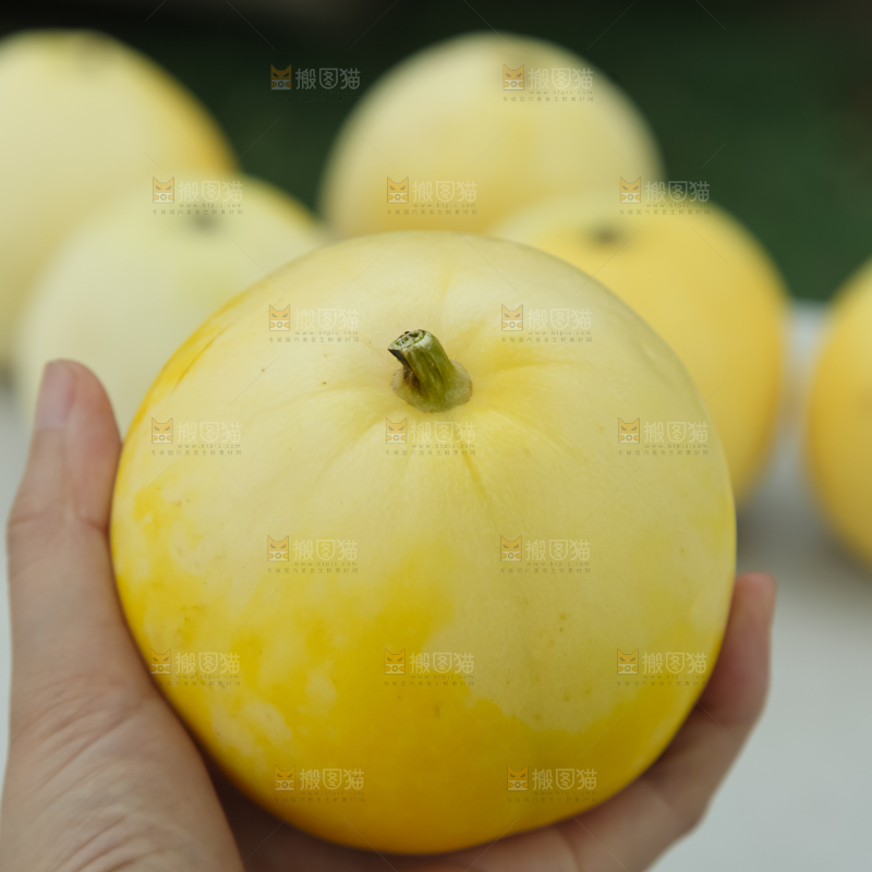 小蜜蜂甜瓜