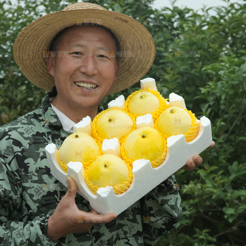 小蜜蜂甜瓜