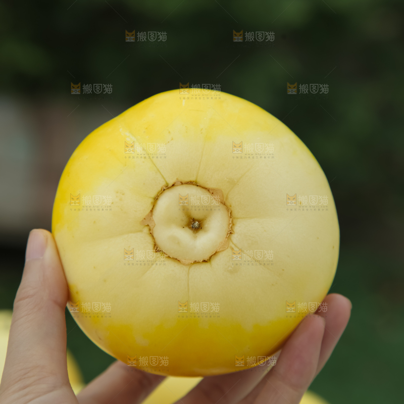 小蜜蜂甜瓜