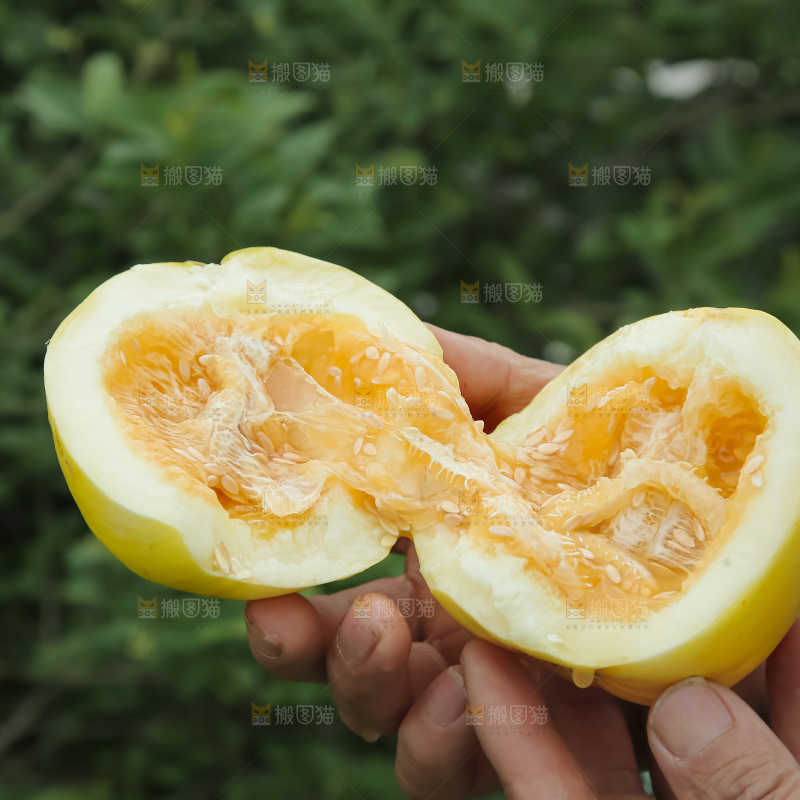 小蜜蜂甜瓜