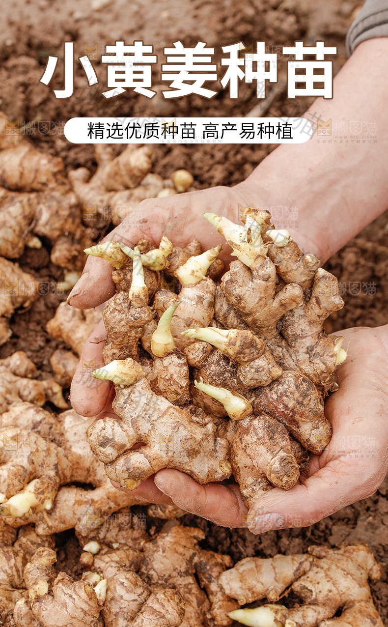姜种详情页