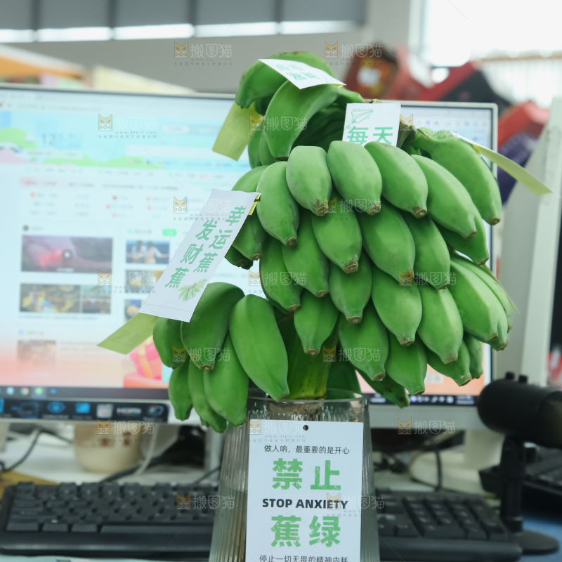水培香蕉