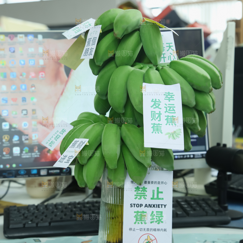 水培香蕉