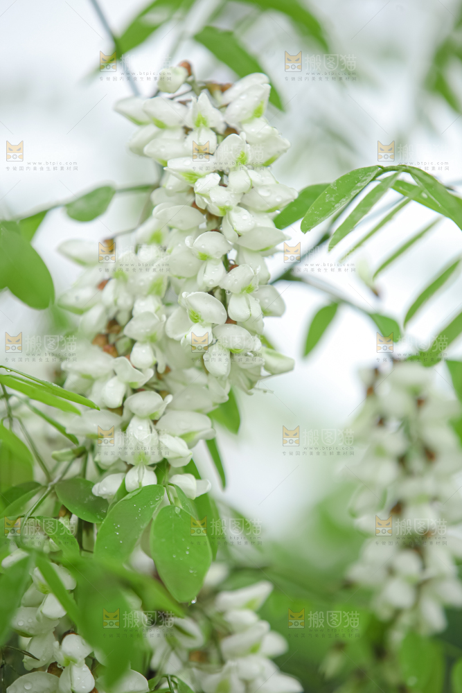 槐花