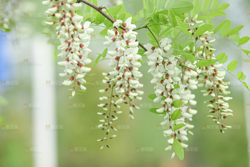 槐花