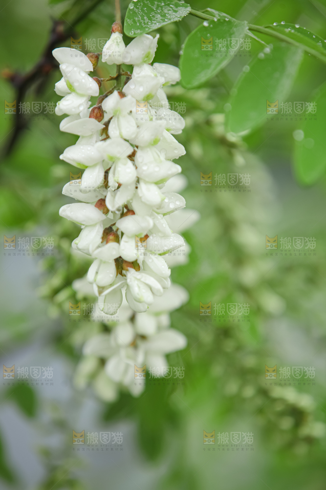 槐花