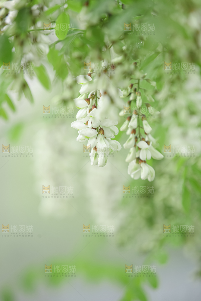 槐花