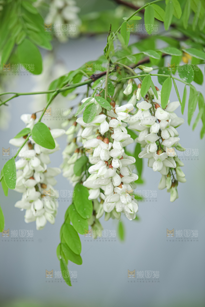 槐花