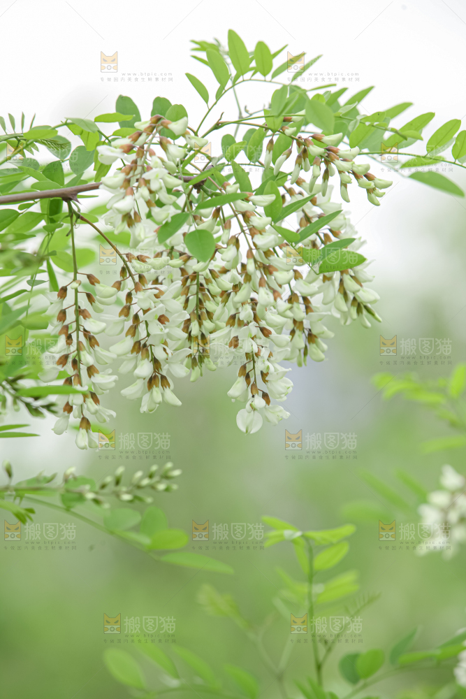 槐花