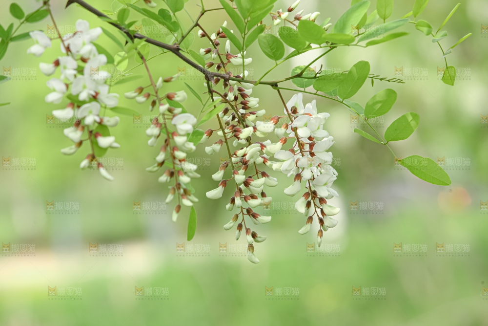 槐花
