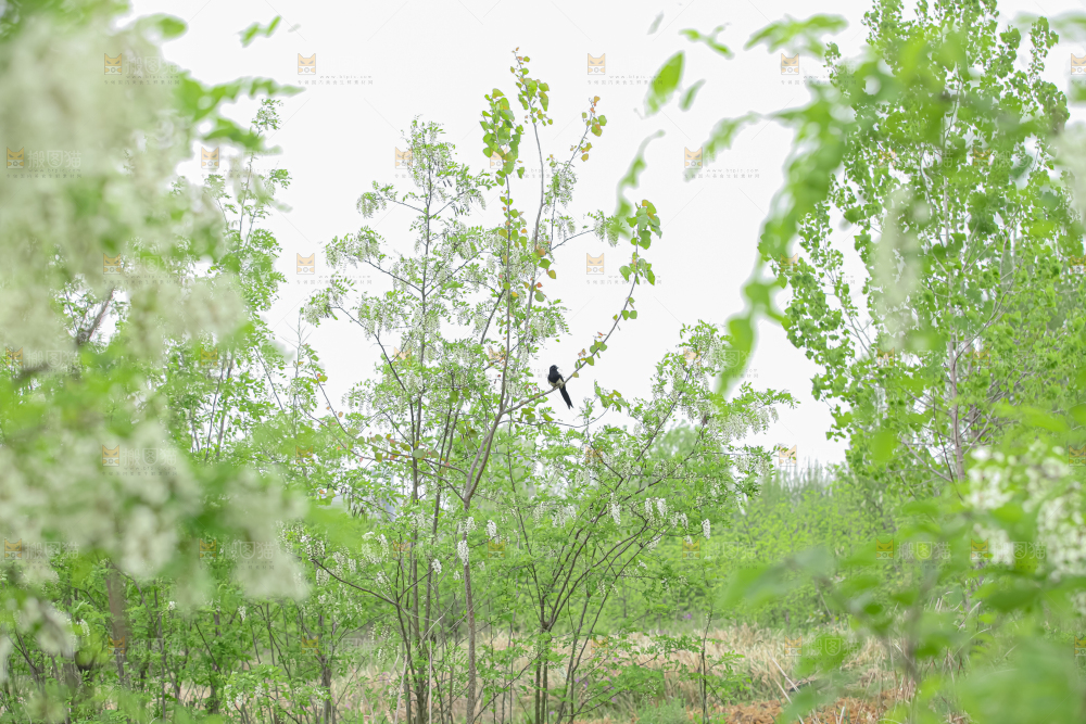 槐花
