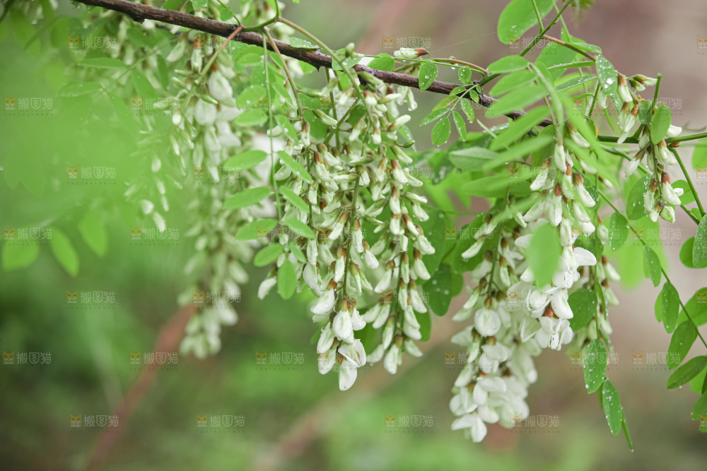 槐花