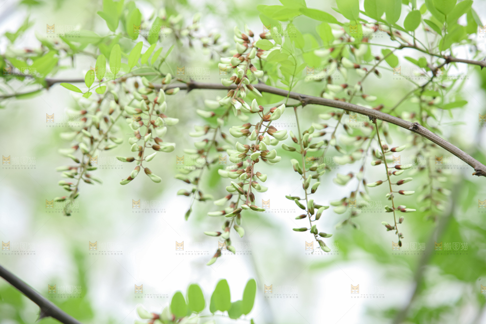 槐花