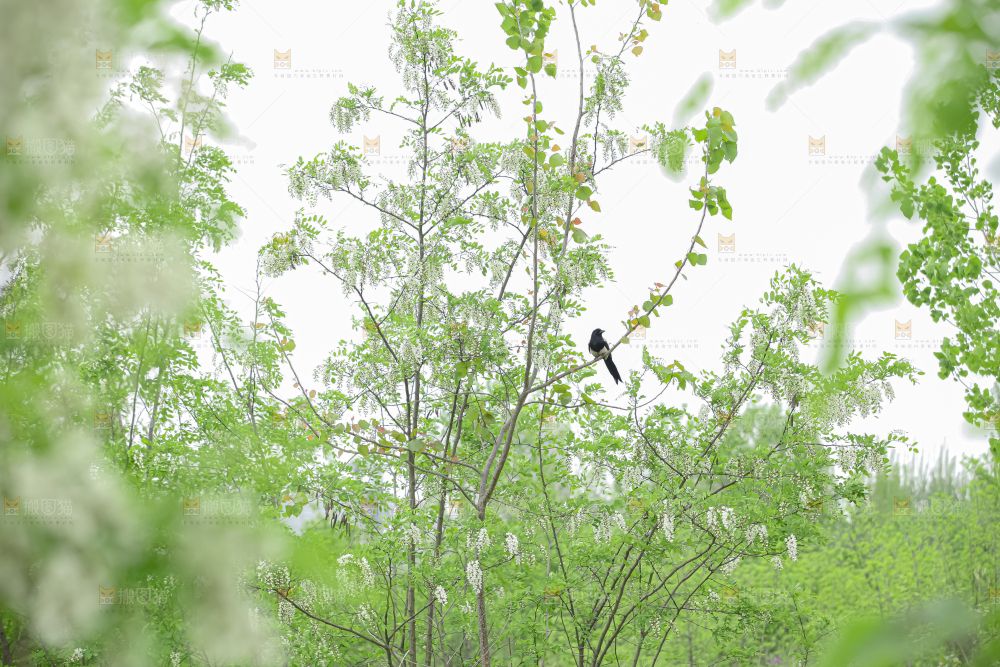 槐花