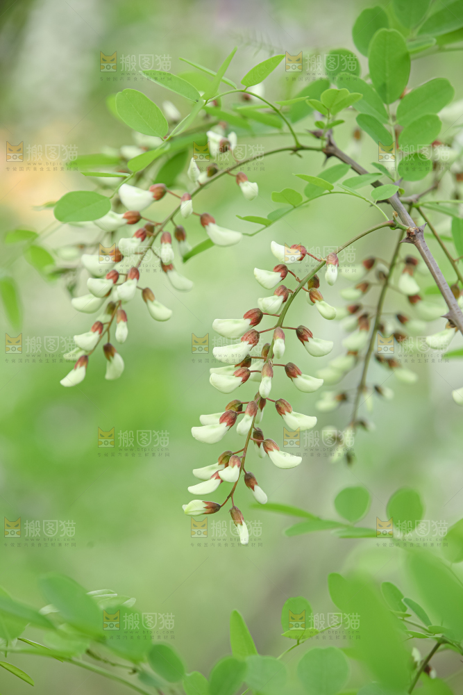 槐花