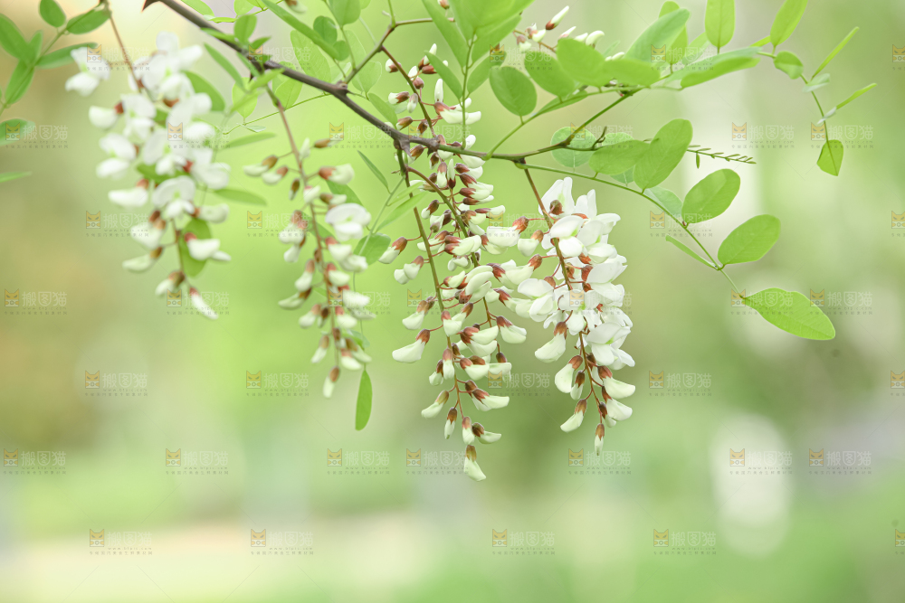 槐花
