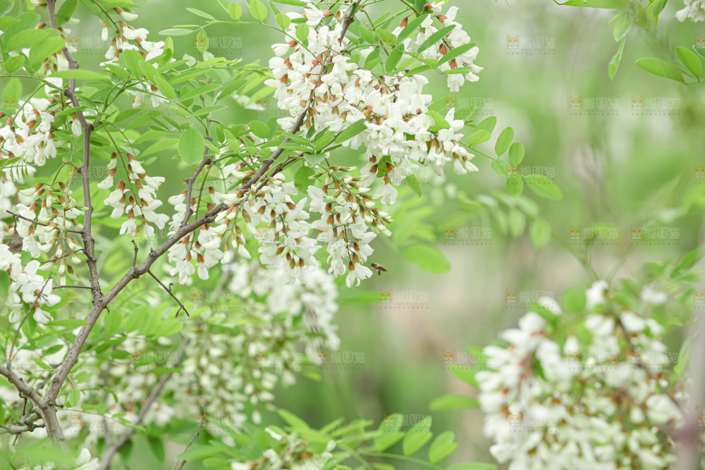 槐花