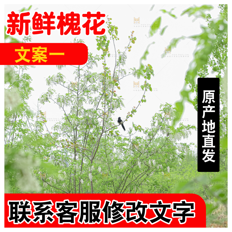 槐花