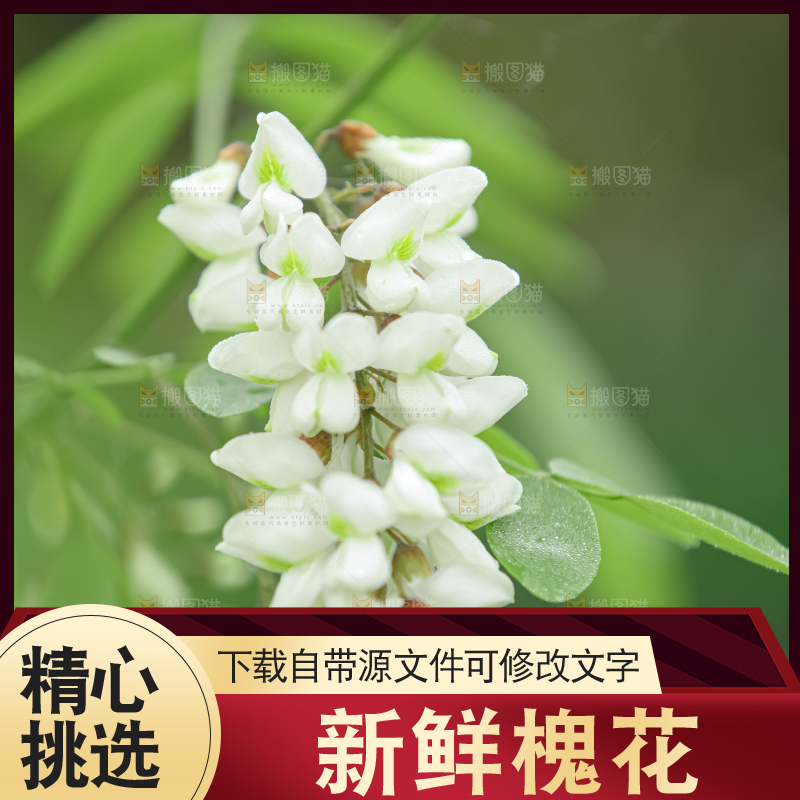 槐花