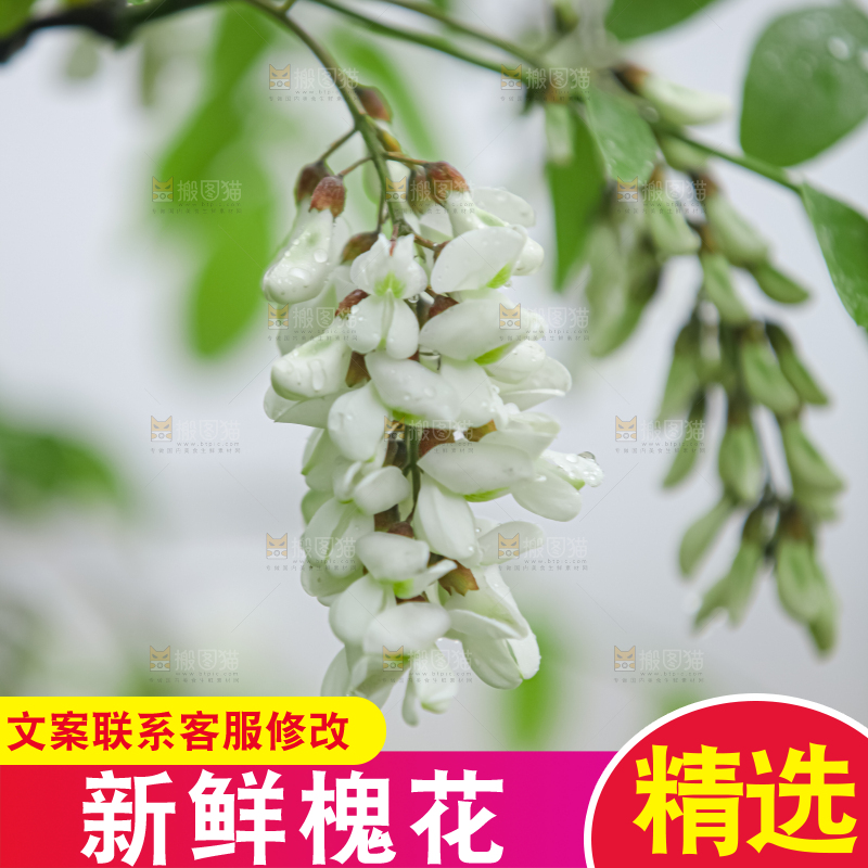 槐花