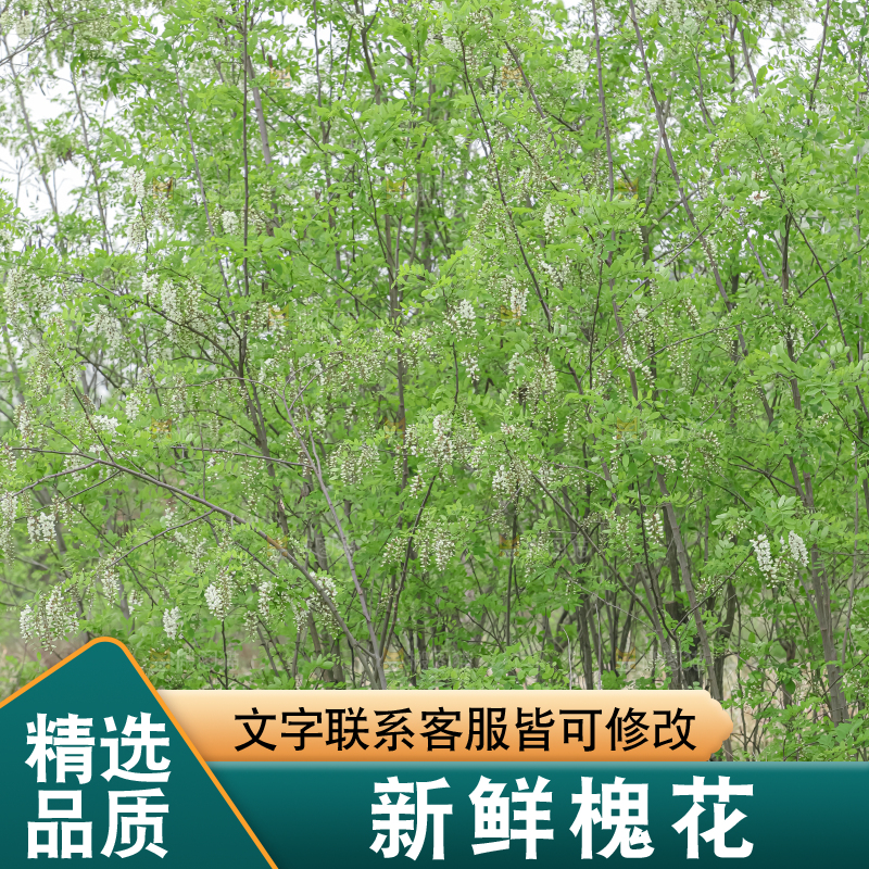 槐花