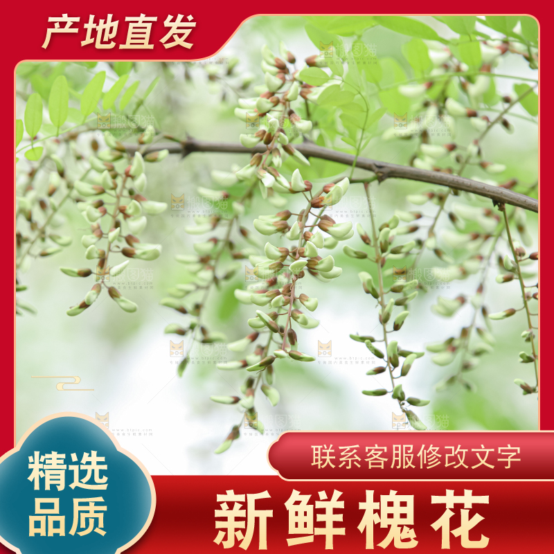 槐花