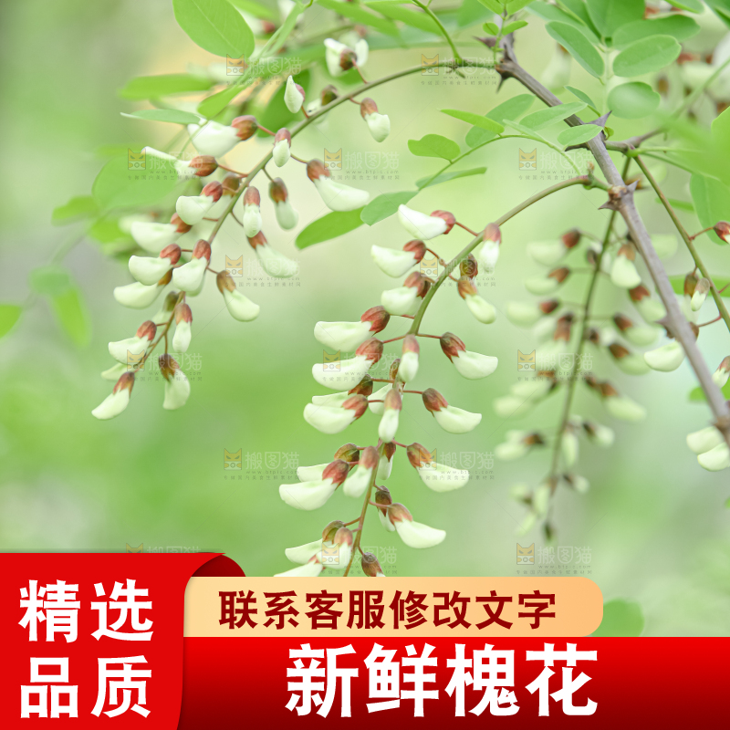 槐花