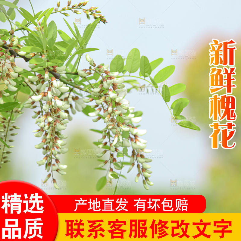 槐花