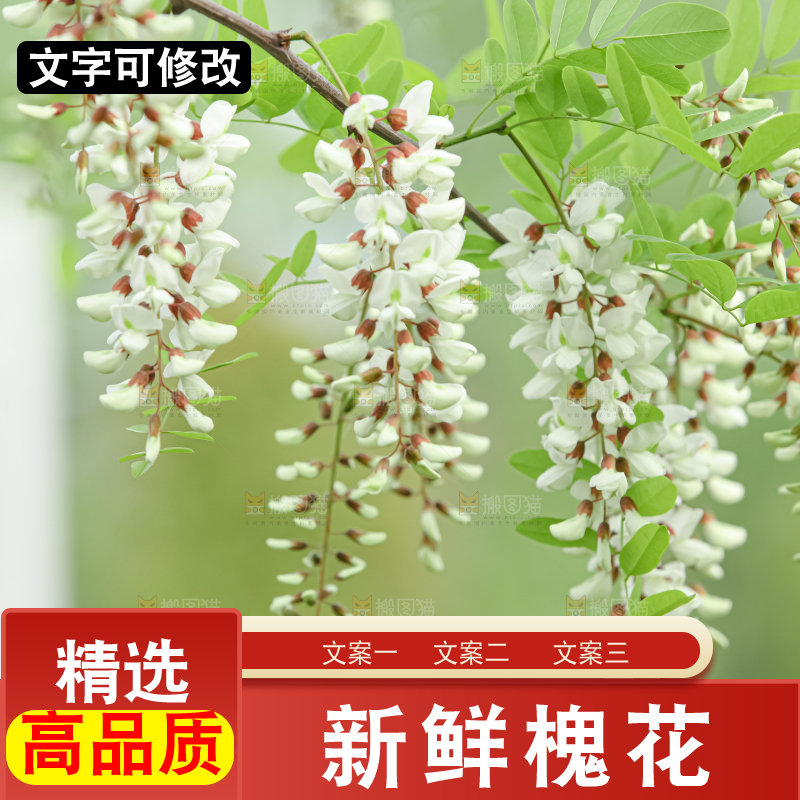 槐花