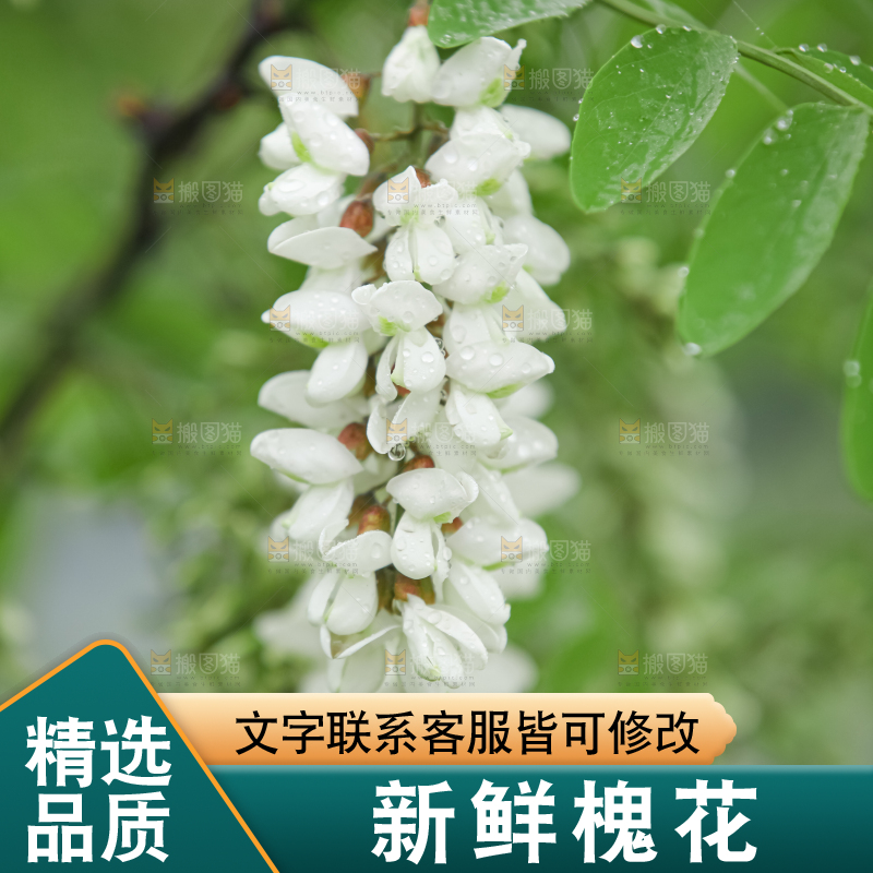 槐花