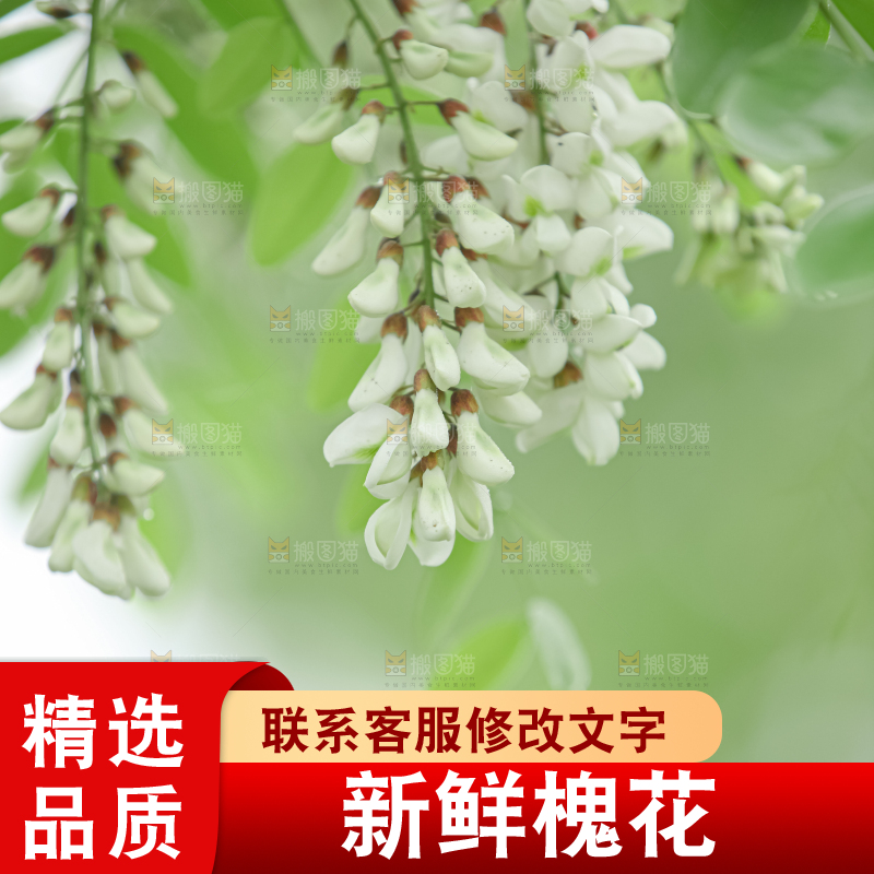 槐花