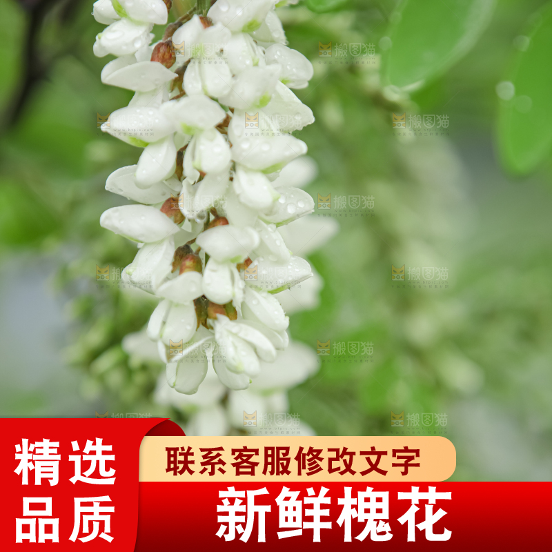 槐花