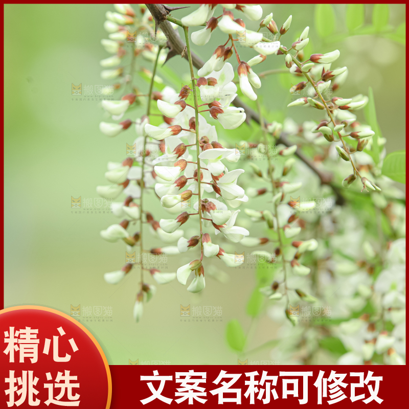 槐花