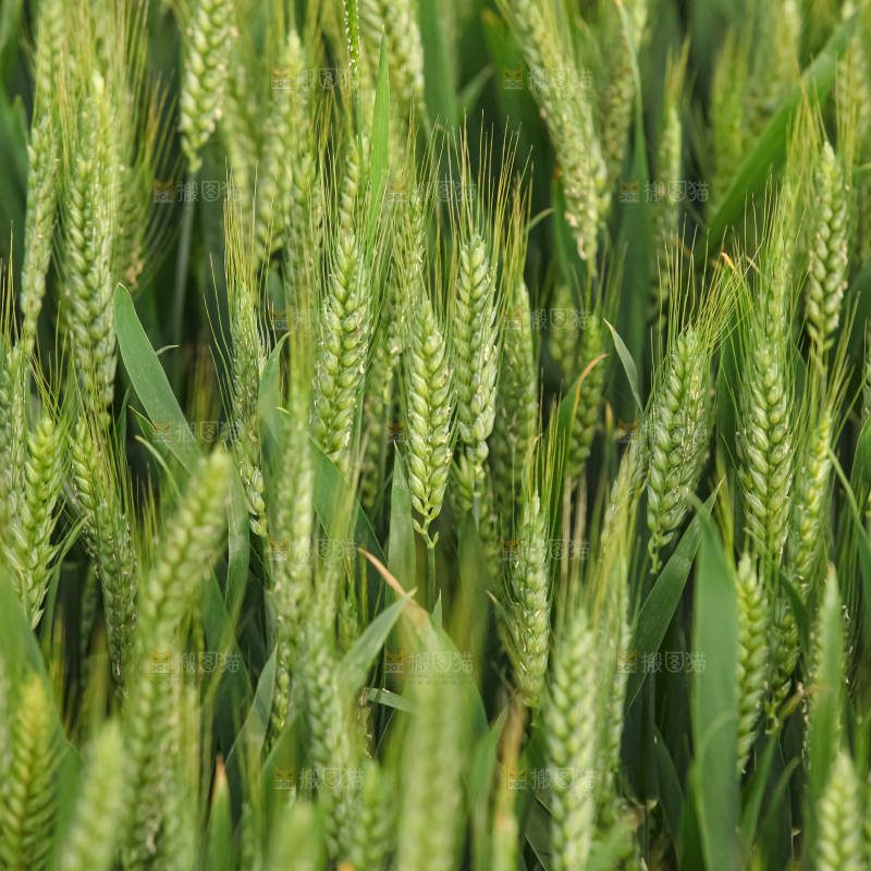 小麦