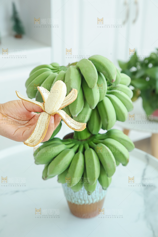 水培香蕉
