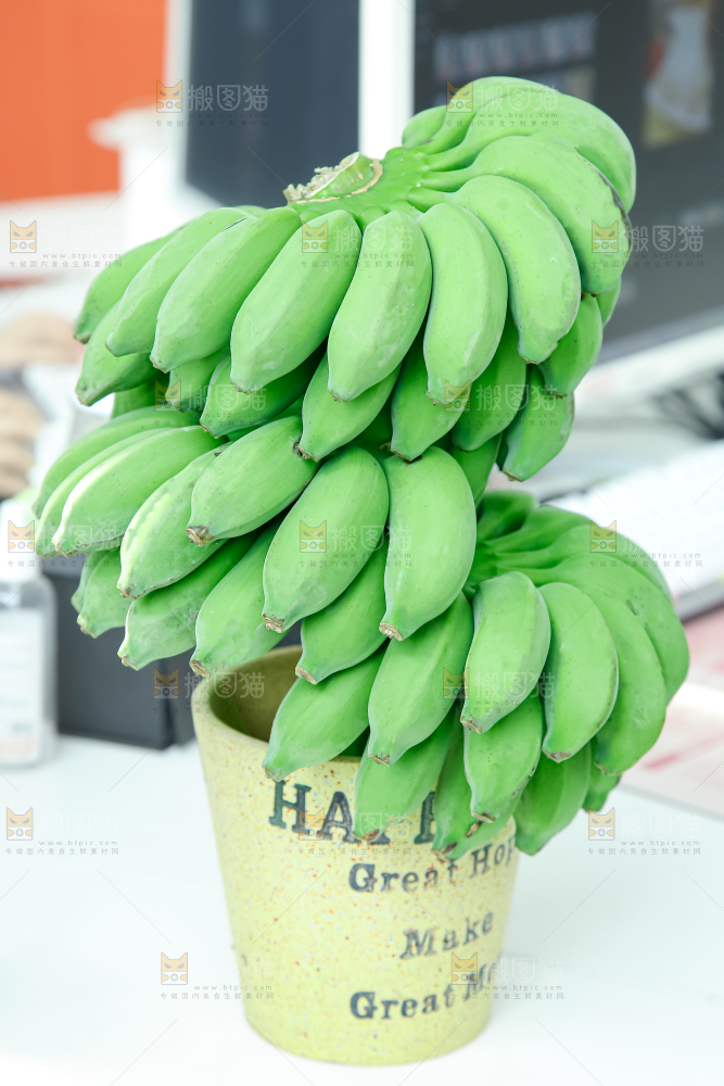 水培香蕉