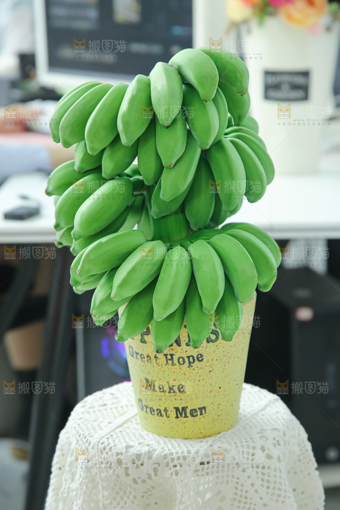水培香蕉
