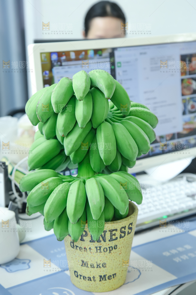 水培香蕉