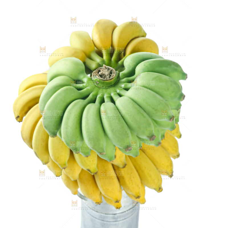 水培香蕉