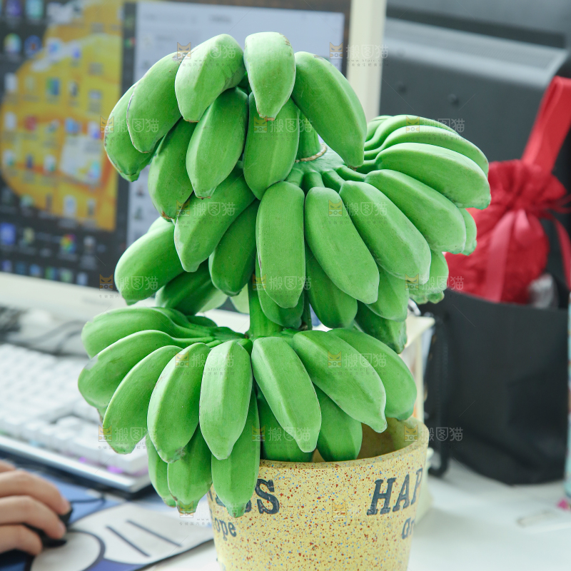 水培香蕉