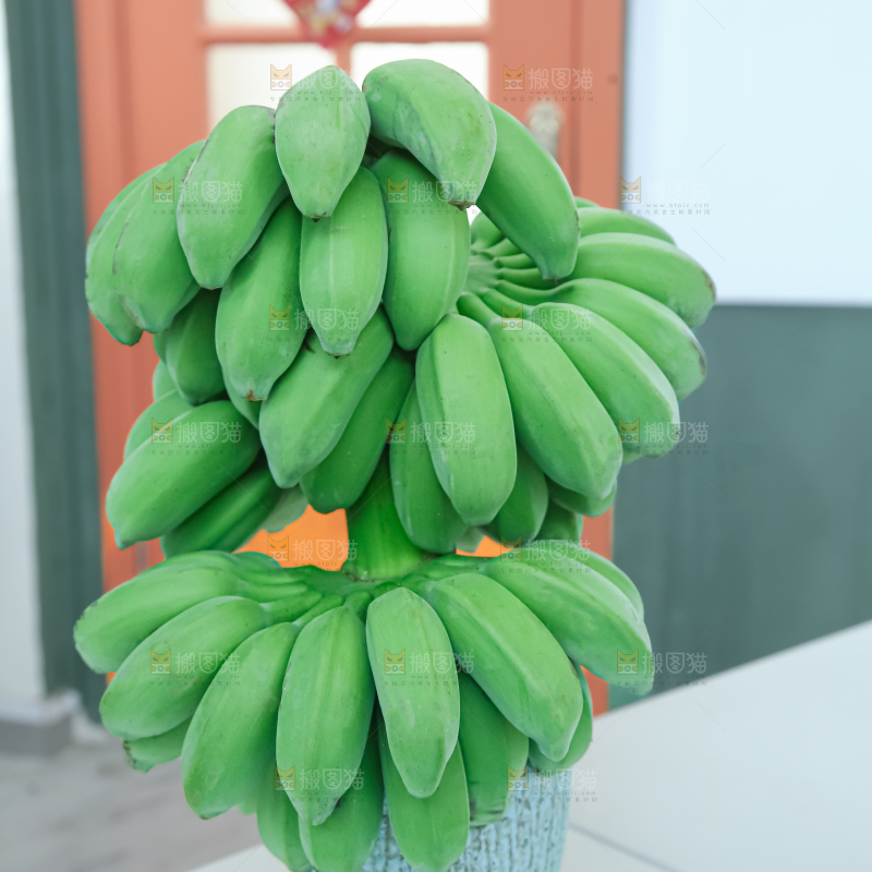 水培香蕉