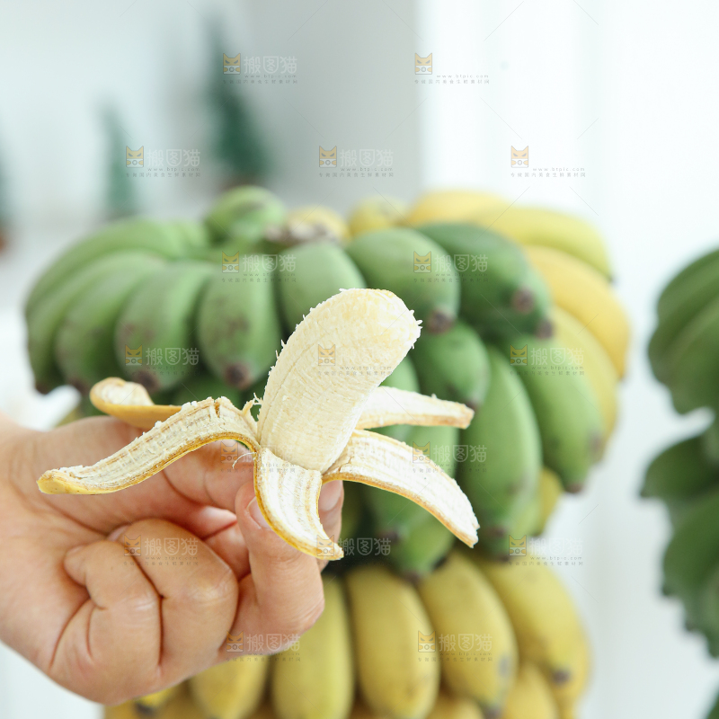 水培香蕉