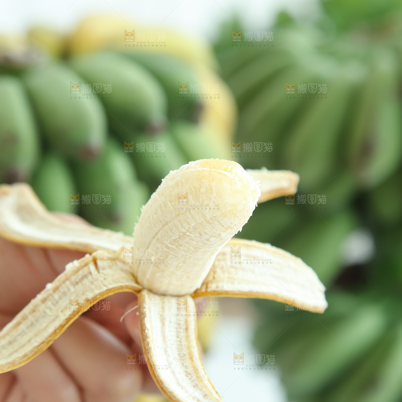 水培香蕉