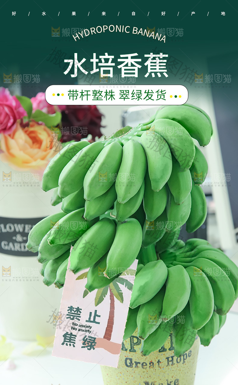 水培香蕉详情页