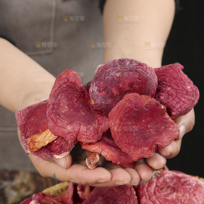红菇