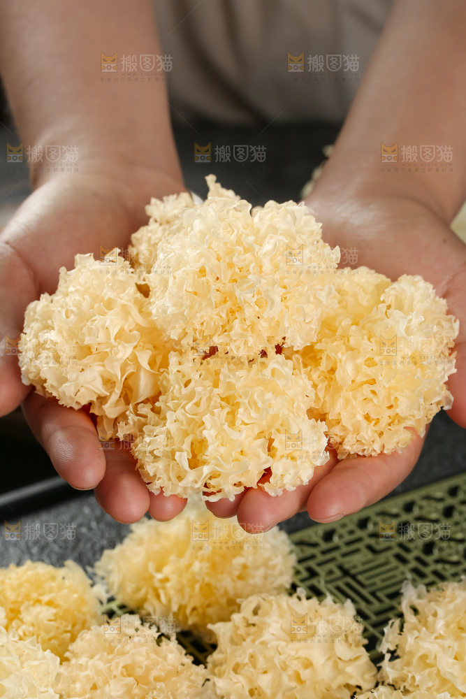 小银耳